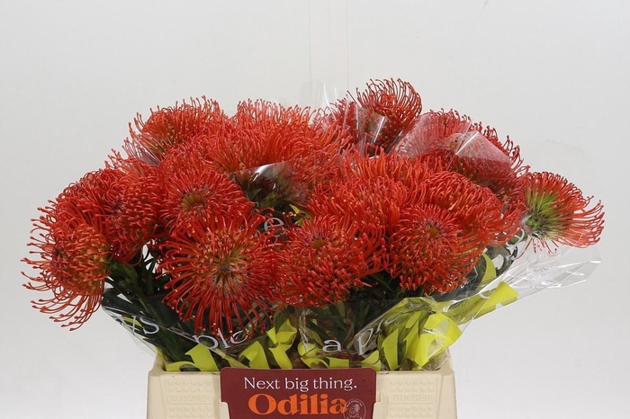 <h4>LEUCO NUTANS SUCCESSION</h4>