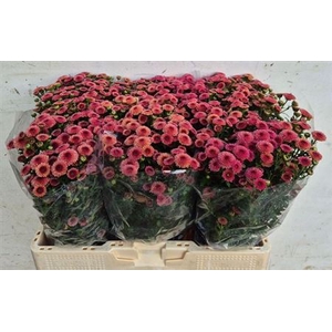 Chr S Calimero Apric