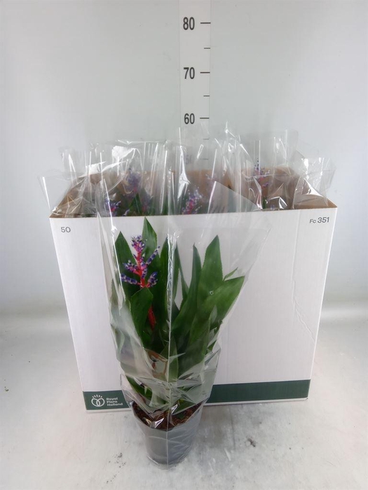 <h4>Aechmea  'Blue Rain'</h4>