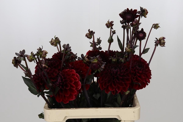 Dahlia Bacara