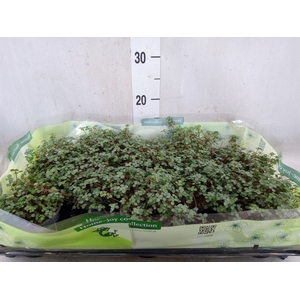 Pilea glaucophylla 'Greyzy'
