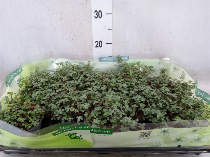 <h4>Pilea glaucophylla 'Greyzy'</h4>
