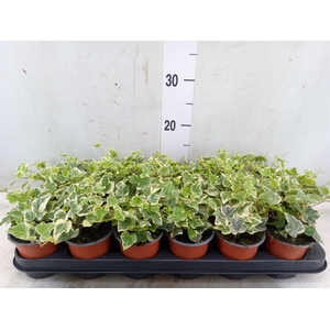 Hedera helix 'White Wonder'