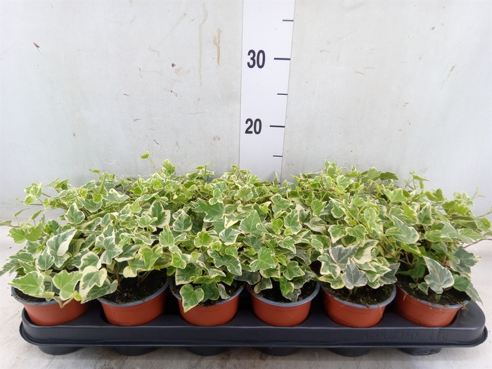<h4>Hedera helix 'White Wonder'</h4>