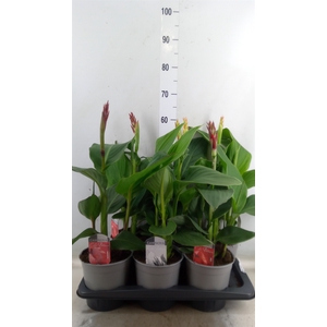 Canna  'Cannova'   ...mix