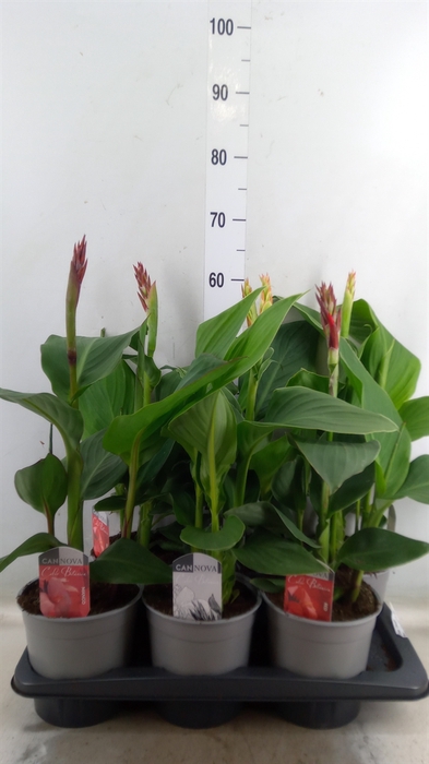 <h4>Canna  'Cannova'   ...mix</h4>