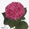 Hydrangea royal anastasia
