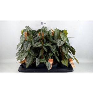 Philodendron brandtianum