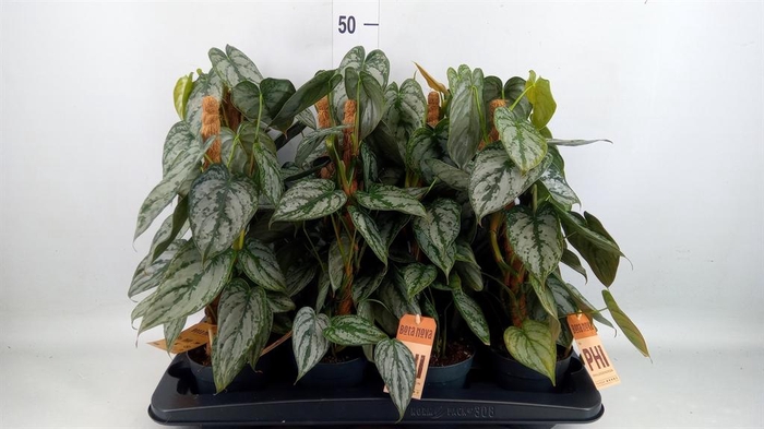 <h4>Philodendron brandtianum</h4>