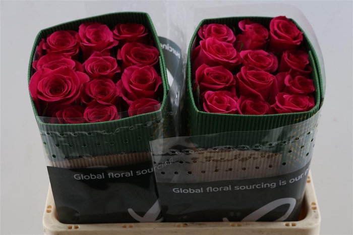 <h4>R Gr Queenberry</h4>