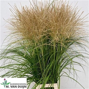 Siergras Miscanthus Sinensis Wit Bio