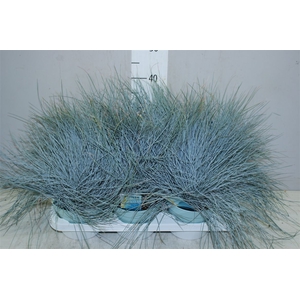 Festuca Gl. Intense Blue