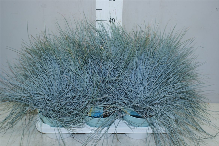 <h4>Festuca Gl. Intense Blue</h4>