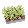 Crassula Ovata Sunset, CR5011
