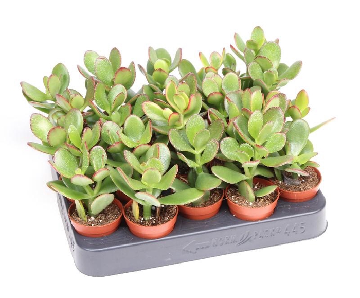 <h4>Crassula Ovata Sunset, CR5011</h4>