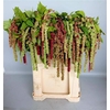 Amaranthus - Caudatus Mira