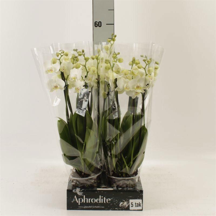 <h4>Phalaenopsis   ...white</h4>