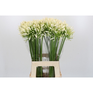 Agapanthus White Heaven