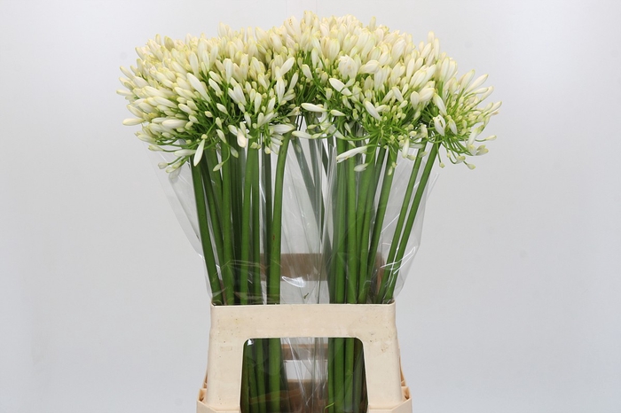<h4>Agapanthus White Heaven</h4>