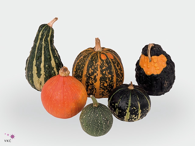 CUCURBITA (KALEBAS)