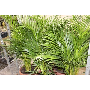 ARECA BAMBU P40