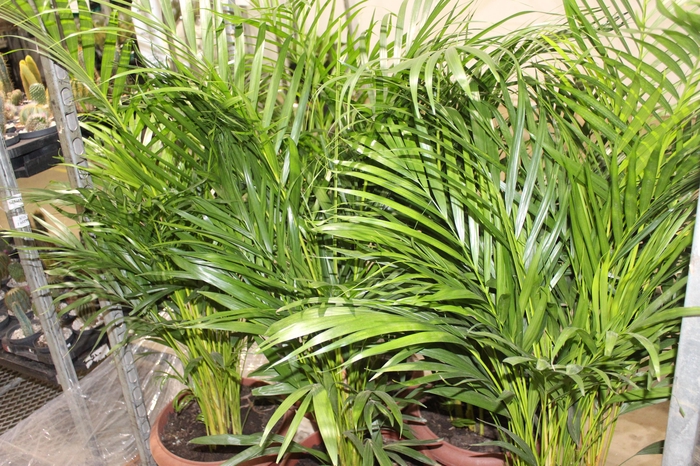 <h4>ARECA BAMBU P40</h4>