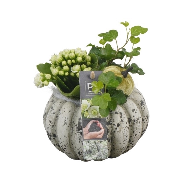 <h4>PTHI5491 Arrangement Herfst Indoor in beton pot</h4>