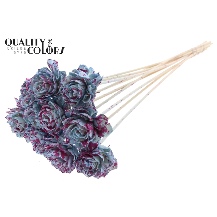 <h4>Shola Dahlia 6cm on stem Splashed Light Blue/Cerise</h4>