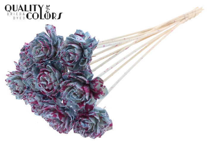 Shola Dahlia 6cm on stem Splashed Light Blue/Cerise