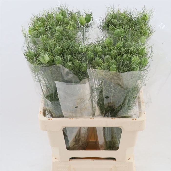 <h4>Nigella White Seed Pod</h4>