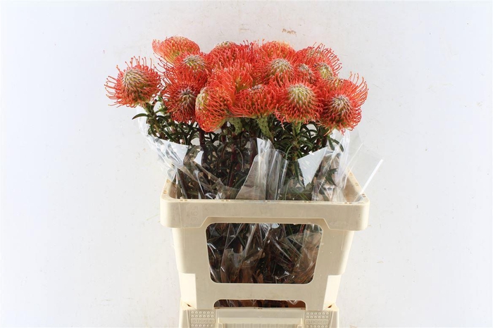 <h4>LEUCO CO SUCCESSION</h4>