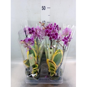 Phalaenopsis multi. 'Magic Leaf'