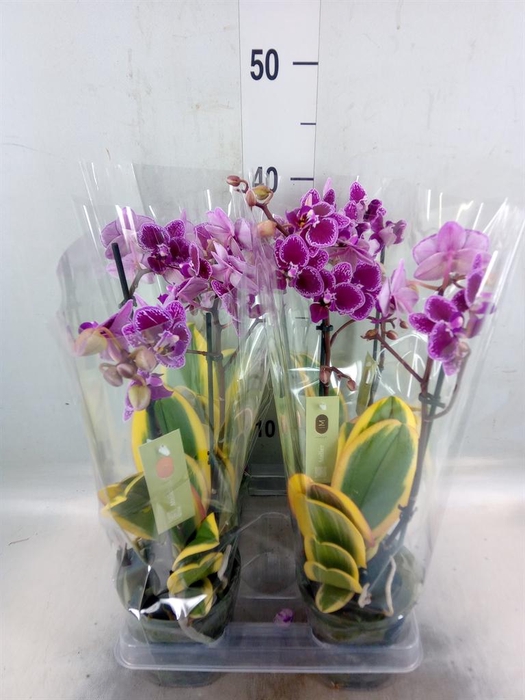 <h4>Phalaenopsis multi. 'Magic Leaf'</h4>