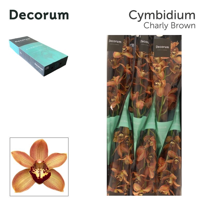 <h4>Cymbidium Charley Brown 60 cm Super Koningshof</h4>