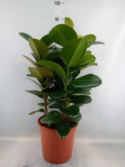 <h4>Ficus elastica 'Robusta'</h4>