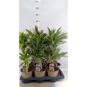 Dracaena fr de   ...mix