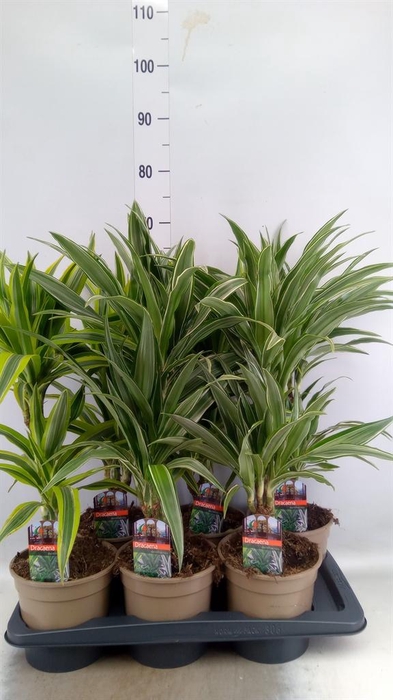 <h4>Dracaena fr de   ...mix</h4>