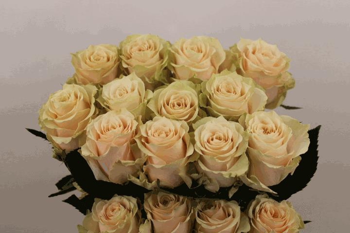 <h4>R Gr Champagner</h4>