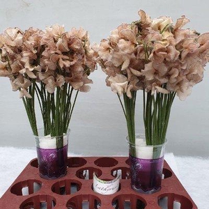 Lathyrus paint bronze