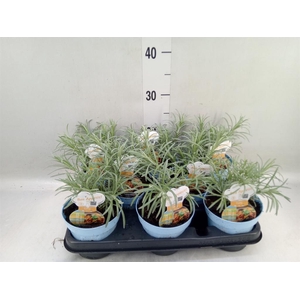 Helichrysum italicum