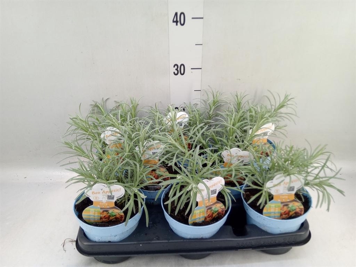 <h4>Helichrysum italicum</h4>