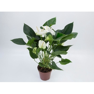 ANTHURIUM BRANCO P15