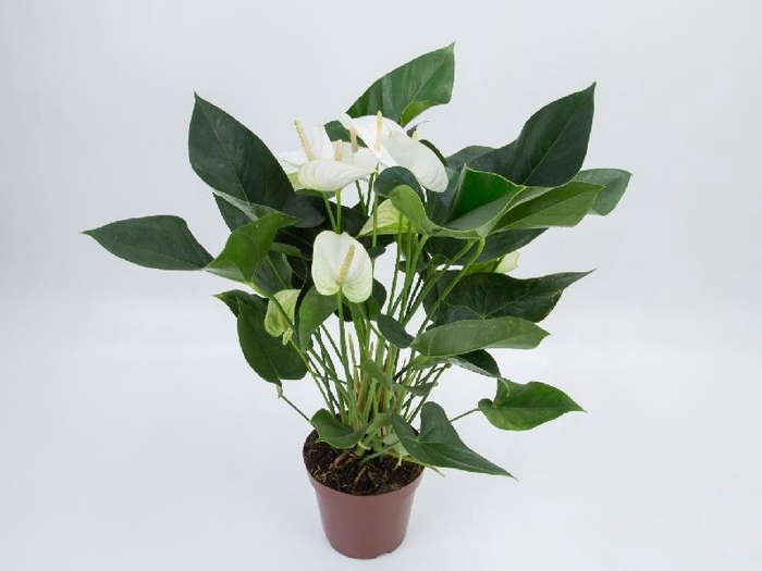 <h4>ANTHURIUM BRANCO P15</h4>