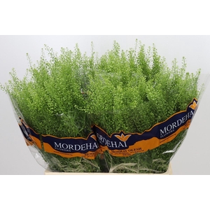 Lepidium Green Bell