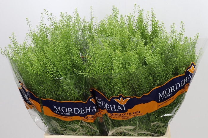 <h4>Lepidium Green Bell</h4>