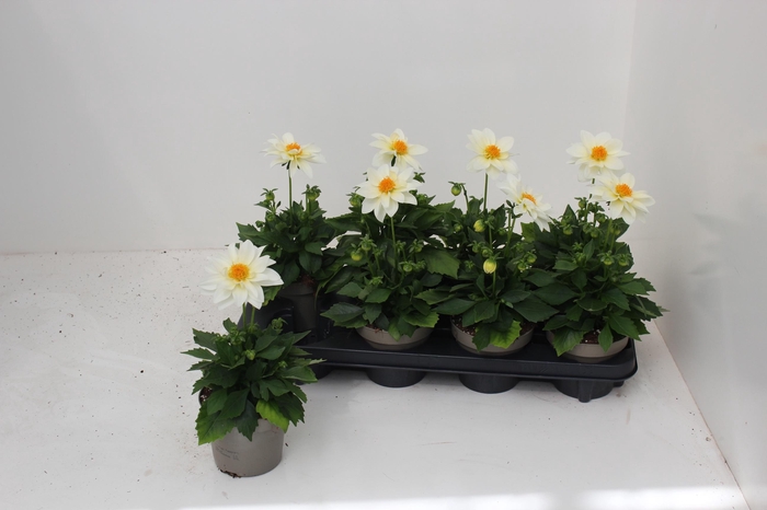 <h4>DAHL L ME GEM</h4>