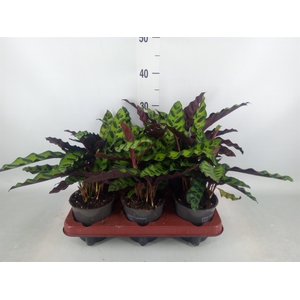 Calathea lancifolia