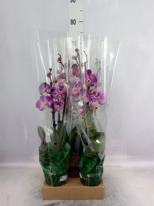 <h4>Phalaenopsis   ...</h4>