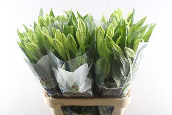 <h4>Li Lf Watch Up 1+</h4>