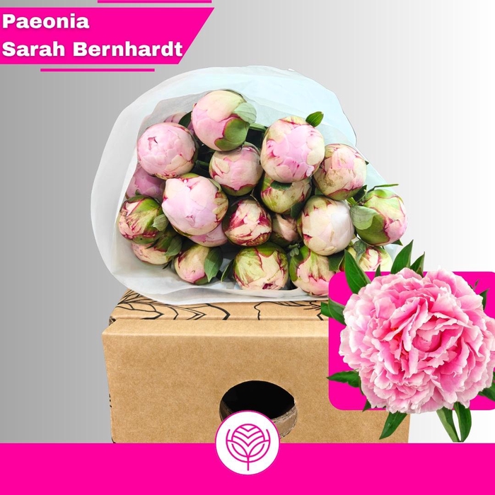 <h4>PAEO L SARA BERNHARD</h4>